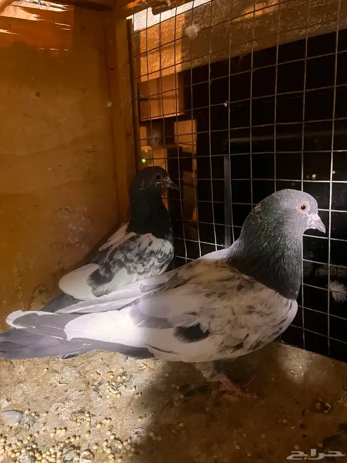 حمام باكستاني للبيع ولا يجي ايلا الصامل 4