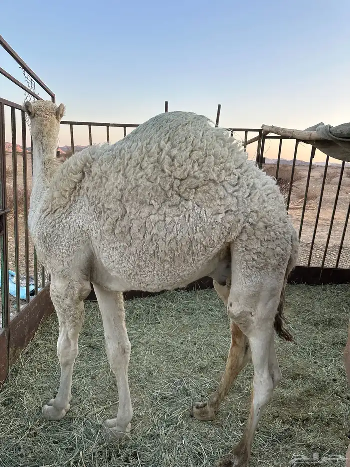 قعود مفرود أوضح طيب طيب جدا 2