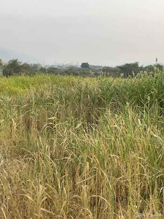 قصب للبيع 2