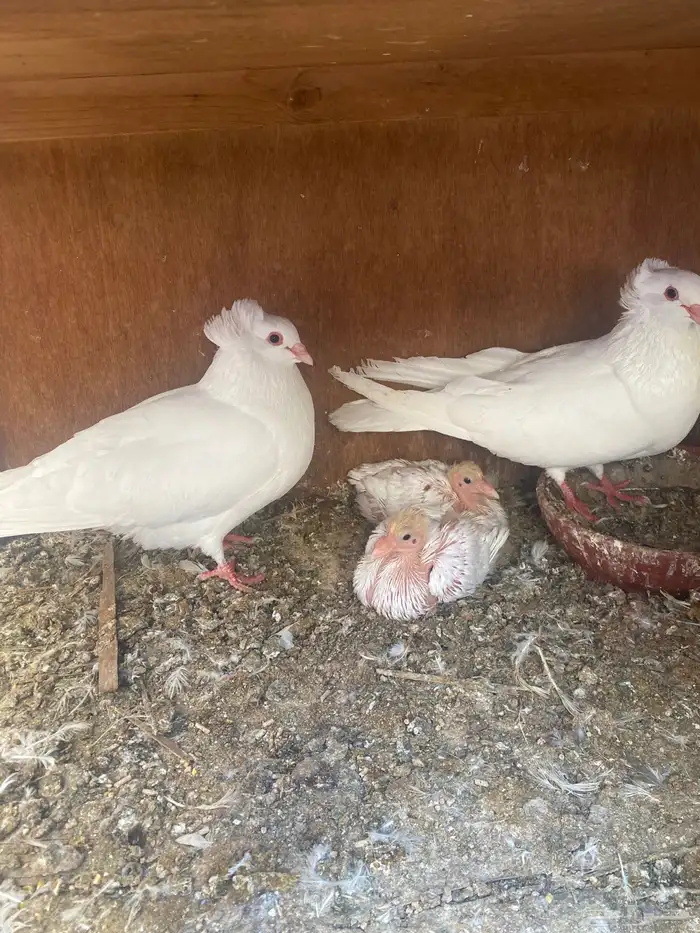 جوز مالطي مصري 0