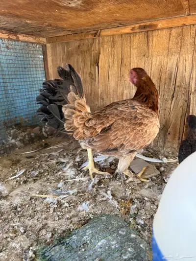 بط للبيع مصري index