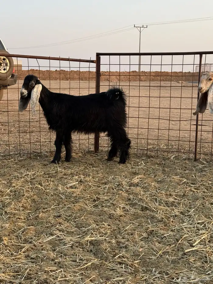 للبيع جفرات عوارض طيب وعنز حايل سميين 1