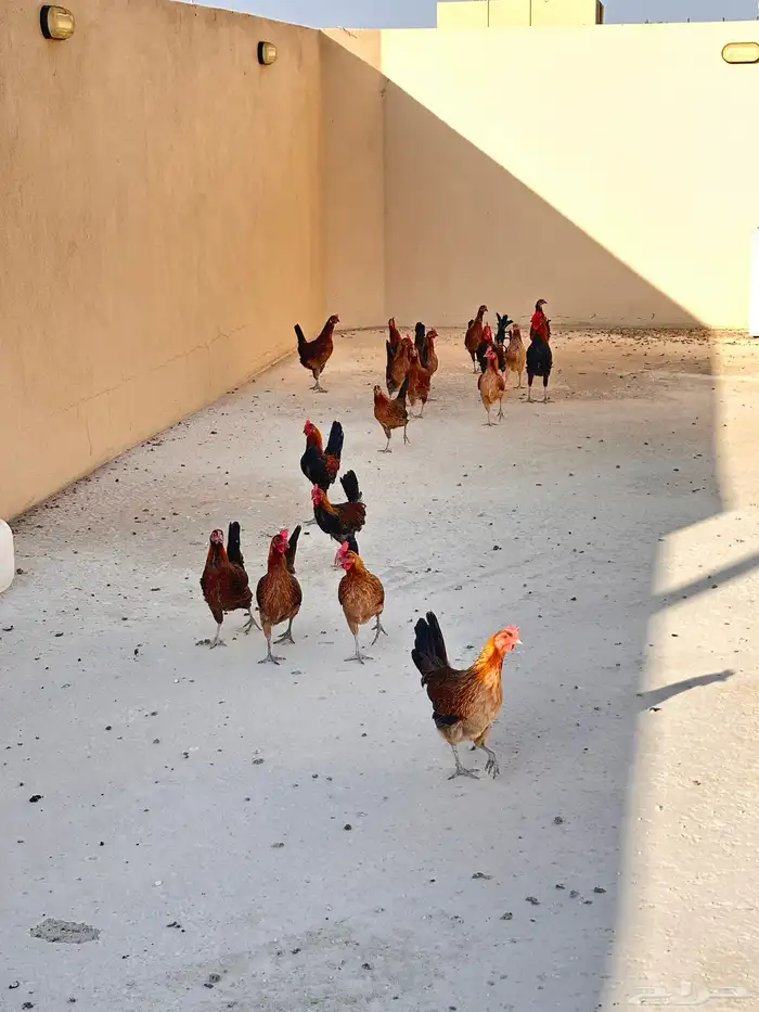 دجاج عربي اصيل ( تم البيع ) 4