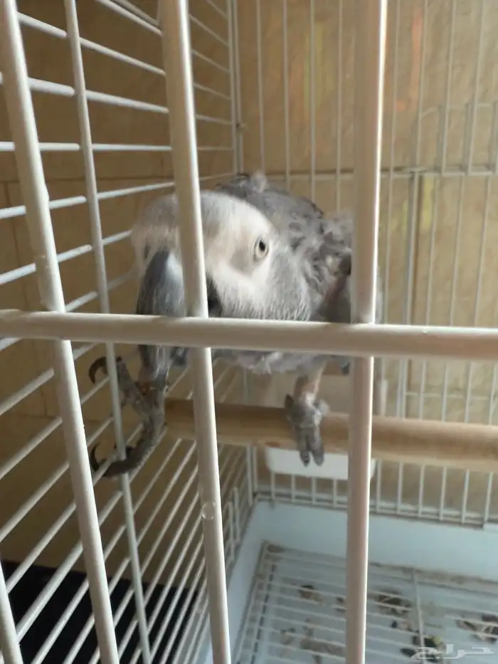 كاسكو مؤدب مشكلته منتف (( تم البيع )) الله يبارك للمشتري 2