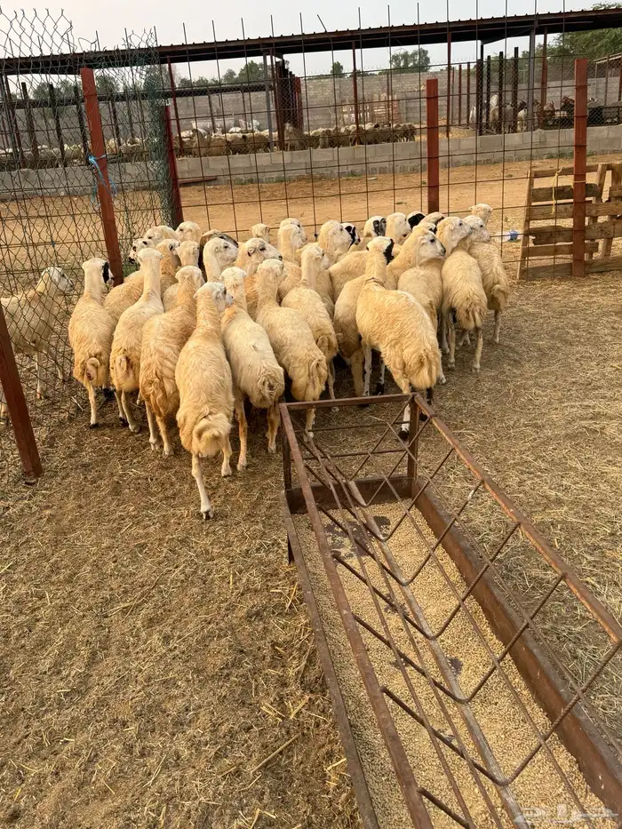 رخيل رفيد صنف وجروم كبار 3