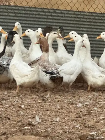 بط بكيني وشرشيري index