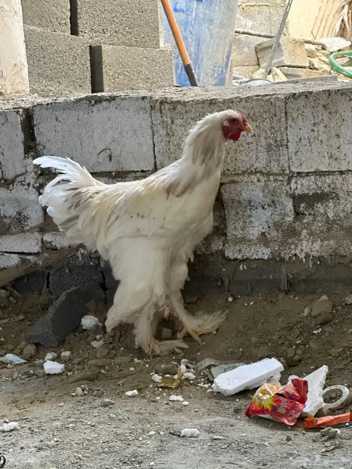 ديوك براهما 2 1