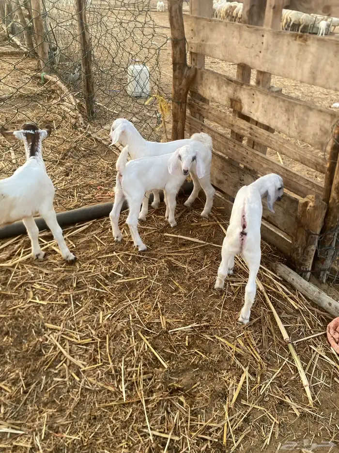 غنم ولد 3 تحتها 4 3