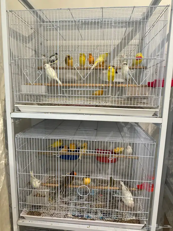 عصافير كناري 2