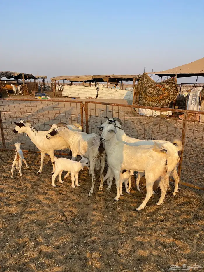 معزا بيشيات صنف ولد 1