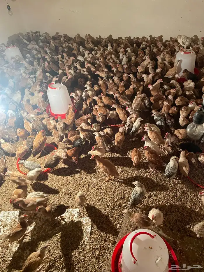 فقاسه عون 3500 بيضة للبيع 3