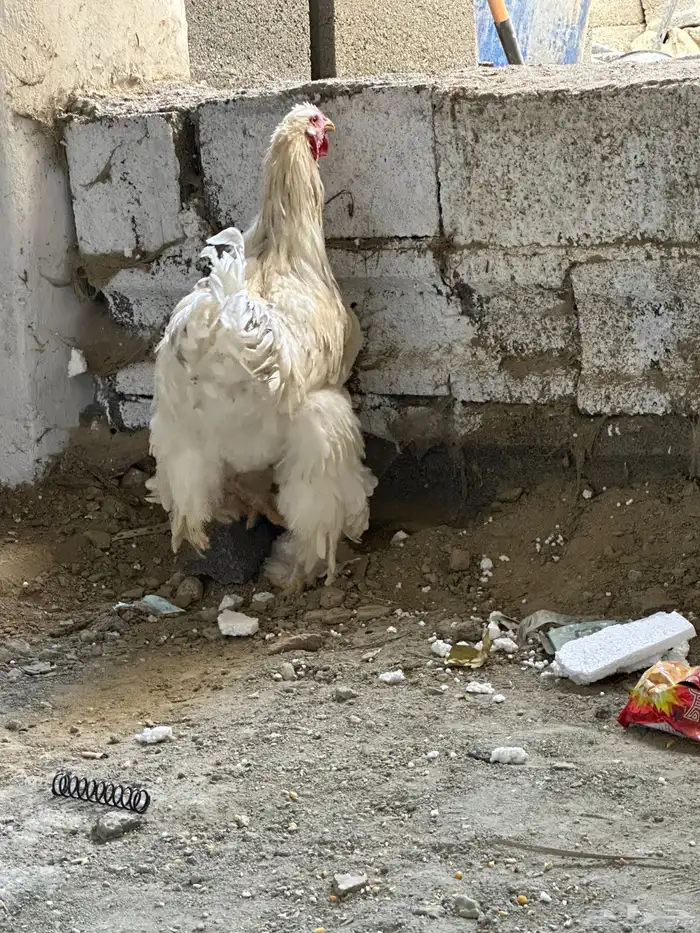 ديوك براهما 2 3