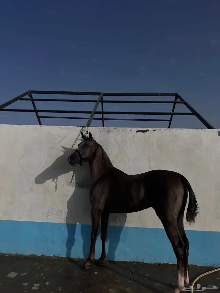 حصان شعبي كفو 0