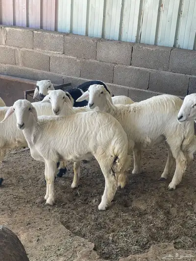 رخال للبيع index