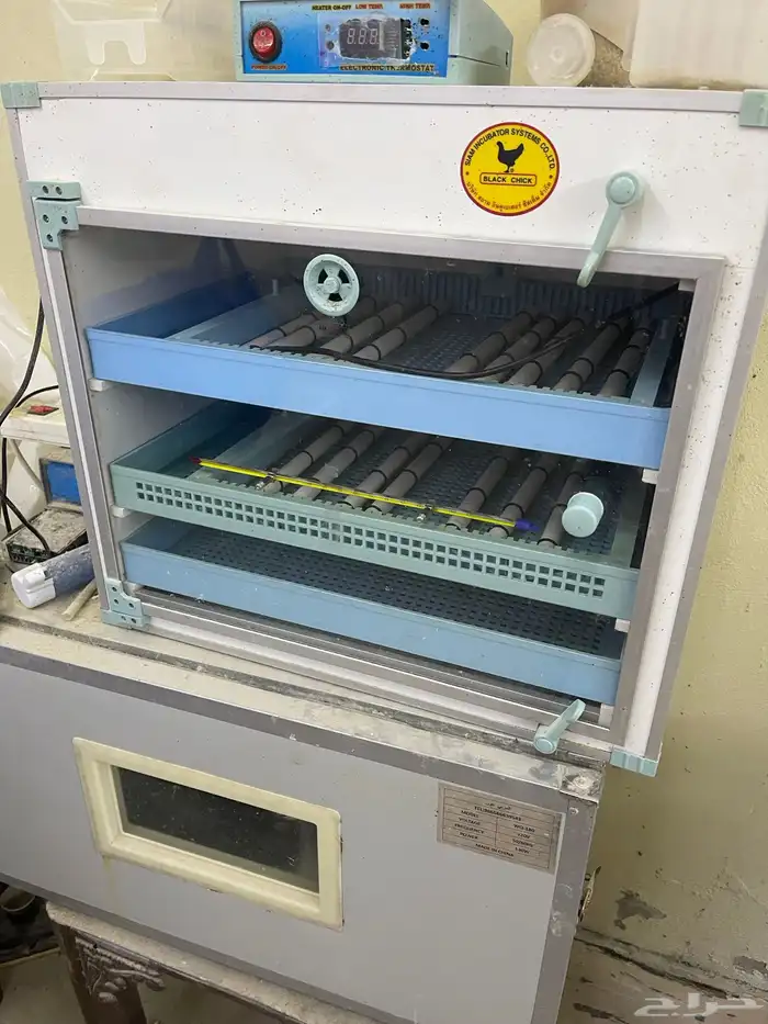 للبيع فقاسه برنسي فقاسه بلاك شيكن تايلندي 7