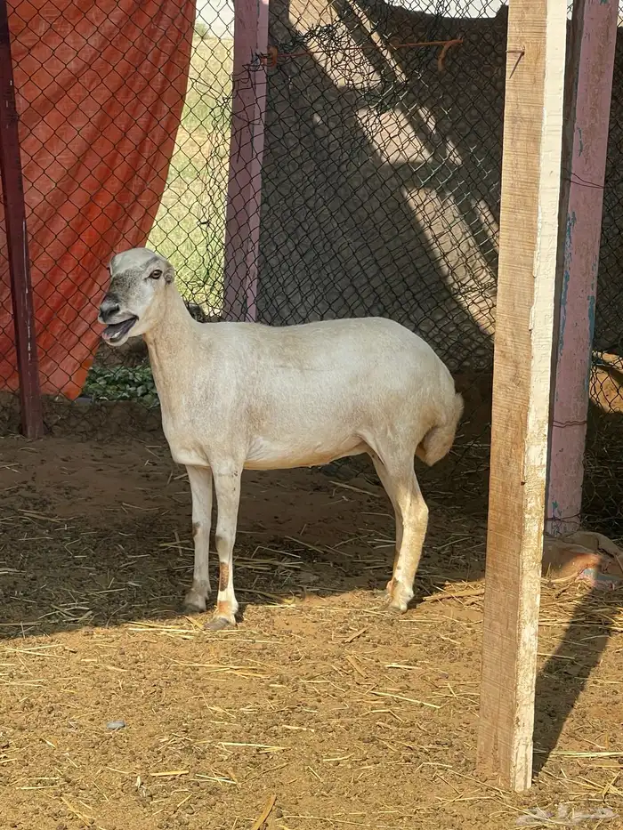 للبيع نعجه 1