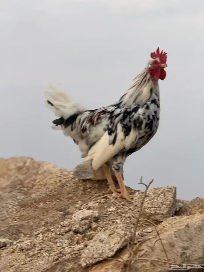 ديك عربي ماكنتويش أفرق مقبع 5