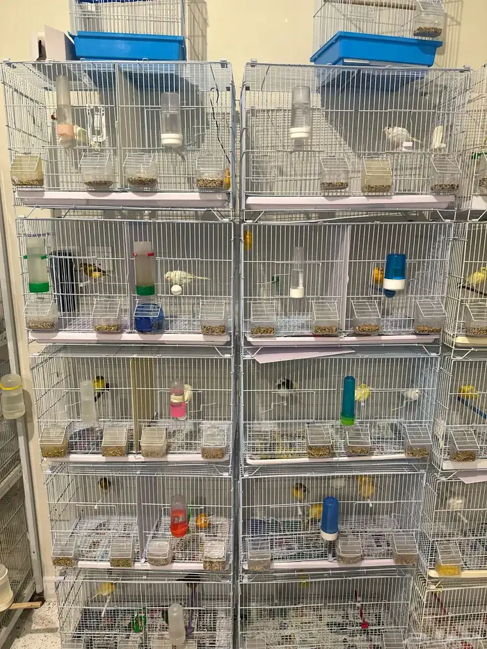 عصافير كناري 4