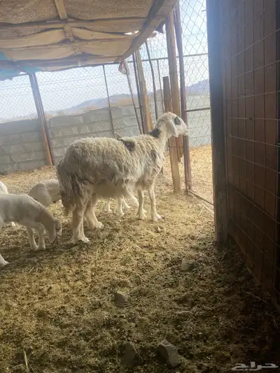 ضان 14 معها 14 index