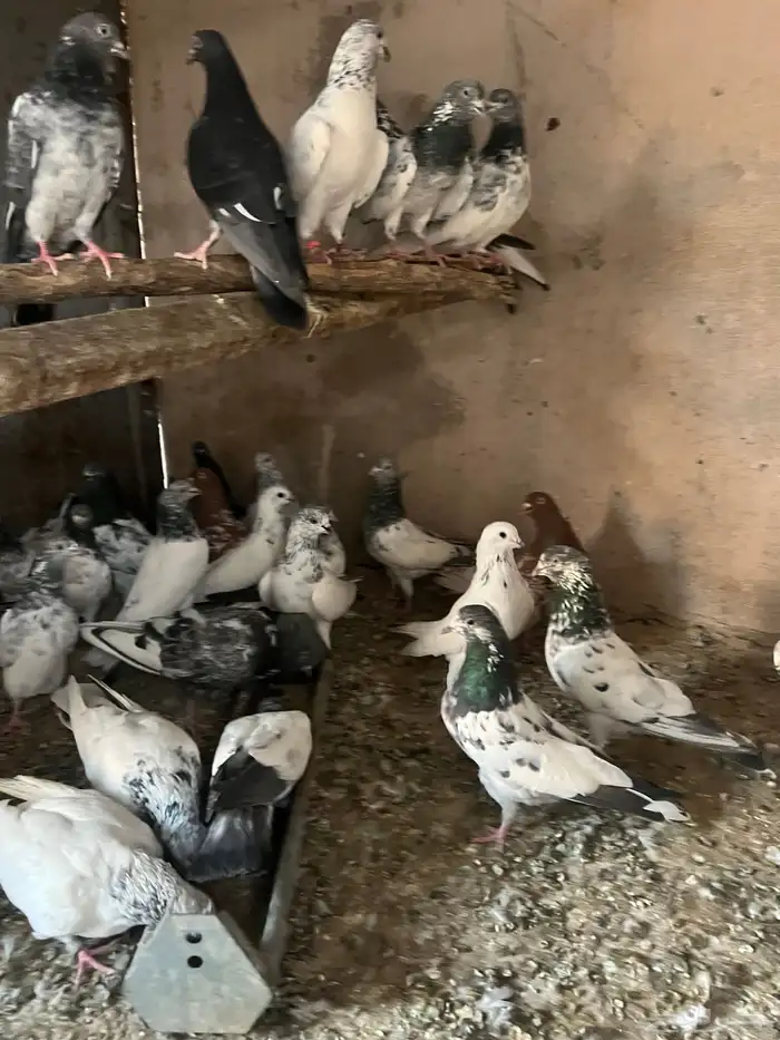 باكستانيات(تم البيع) 0