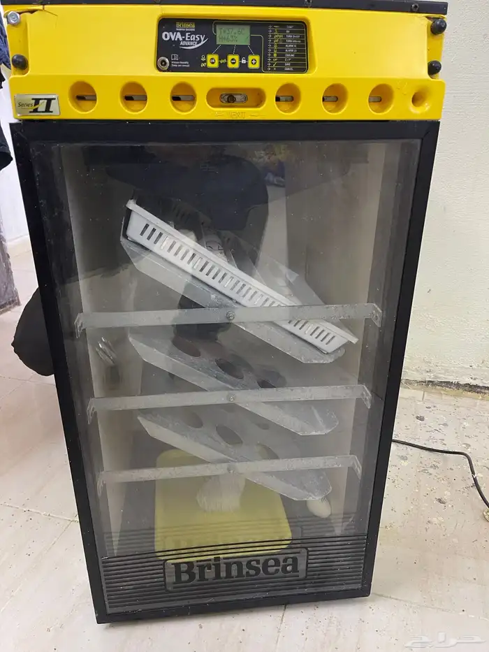 للبيع فقاسه برنسي فقاسه بلاك شيكن تايلندي 2