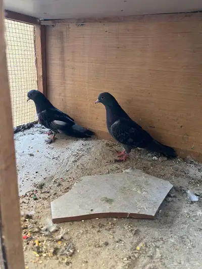 زوج صنعاني للبيع index