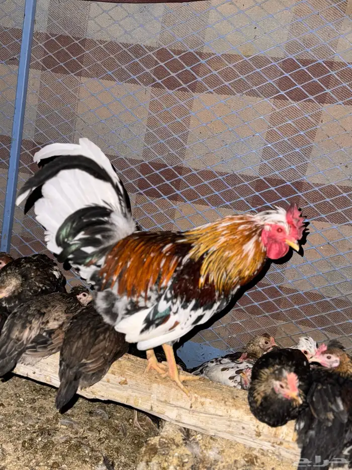 ديك عربي ماكنتويش أفرق مقبع 6