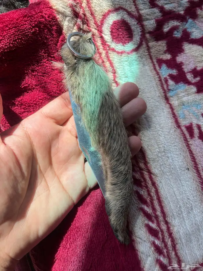 سكين عطافي ملبسه جلد وبر بري 8