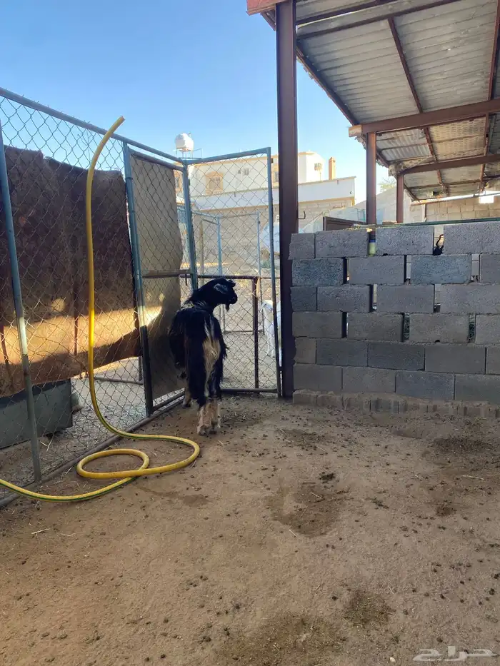 تيس فحل احو أجم صنف 5