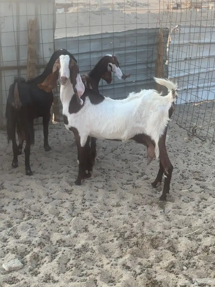 للبيع معزا شاميه ورفيديه والد 7