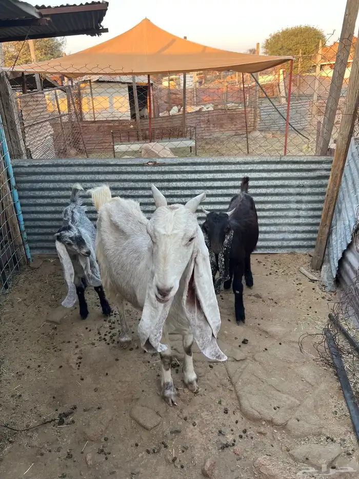 عنز متاومه 1