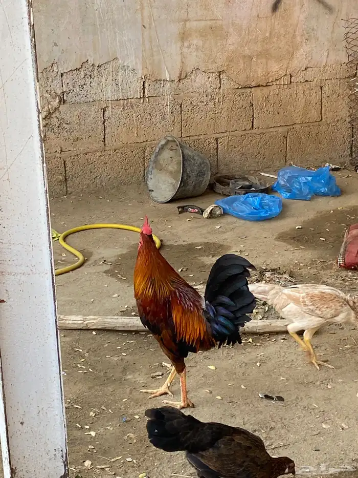 ديك بلدي للبيع السعر 40 ريال 1