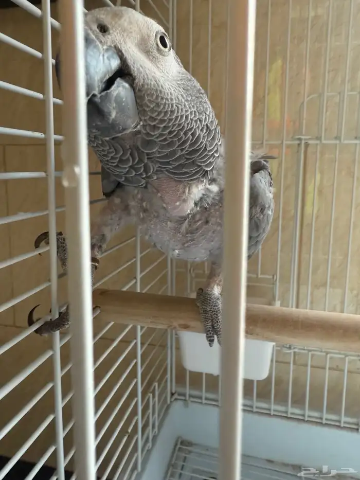 كاسكو مؤدب مشكلته منتف (( تم البيع )) الله يبارك للمشتري 1