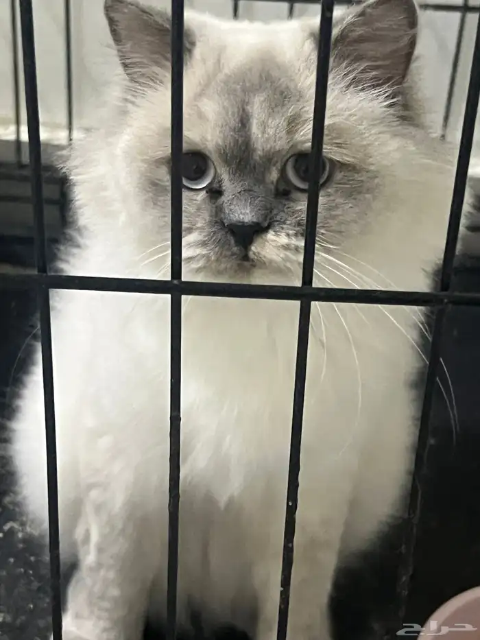 قطة هيمالايا طالبه تزاوج للبيع 0