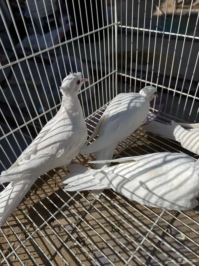 قماري البينو وسلفر 7