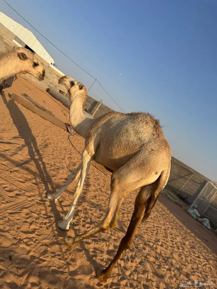 بكرة شقحاء 1