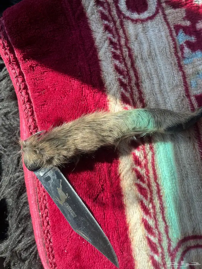 سكين عطافي ملبسه جلد وبر بري 2