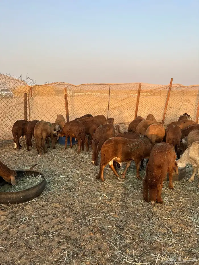 سواكني حمري طيب (تم البيع) 0