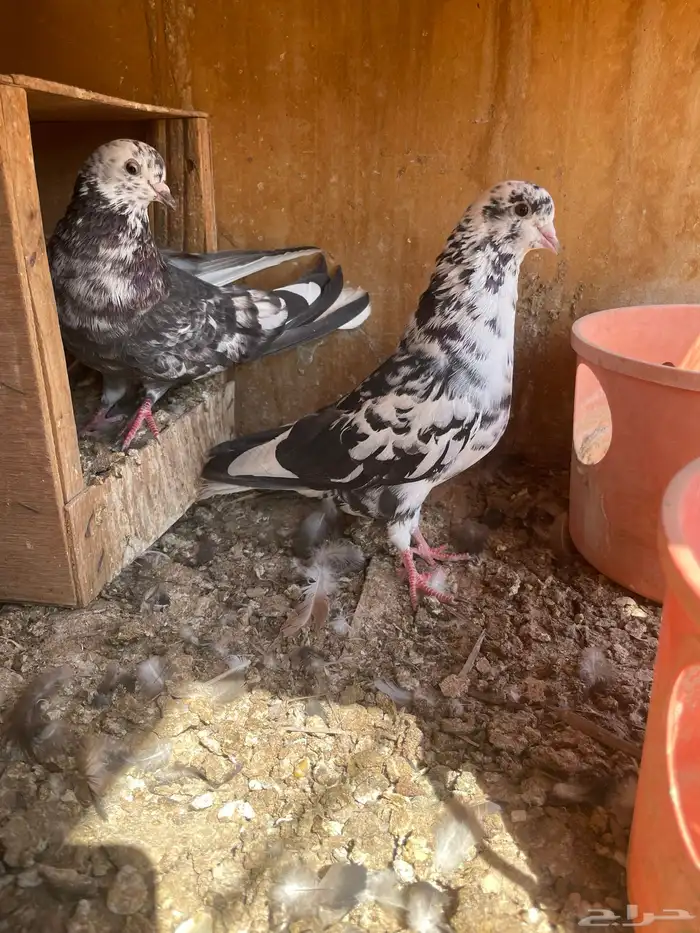 قطايف حمام طيور قطيفة 1