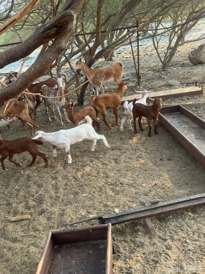 12 من الغنم عليها 8 3