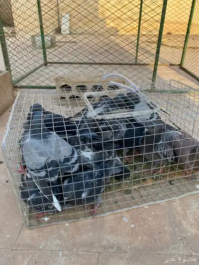 حمام سوادي index