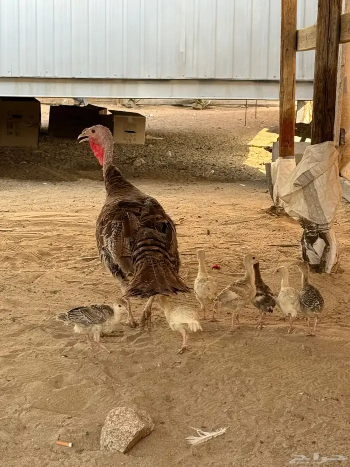 دجاجه روميه بفروخها 0