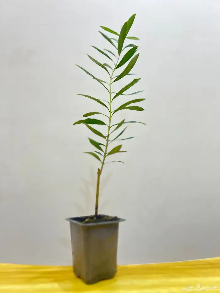 شتلات زيتون مثمره كميات كبيرة 8