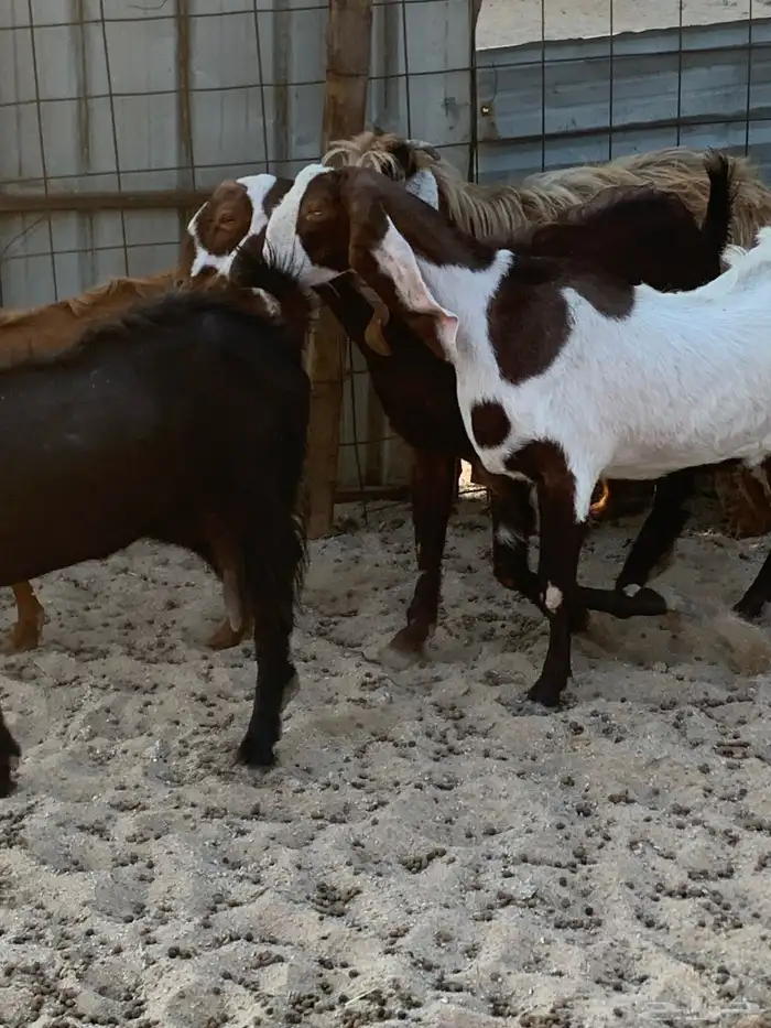 للبيع معزا شاميه ورفيديه والد 5