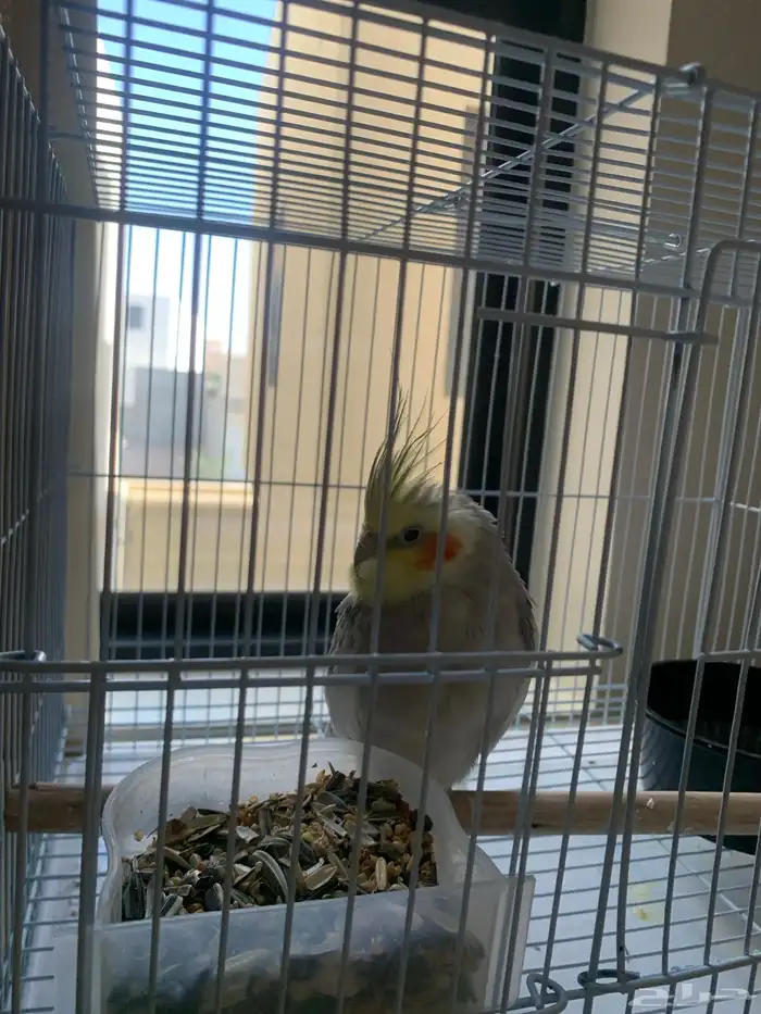 ببغاء كروان غير أليف 1