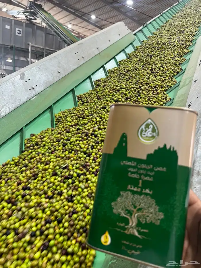 شتلات زيتون مثمره كميات كبيرة 5