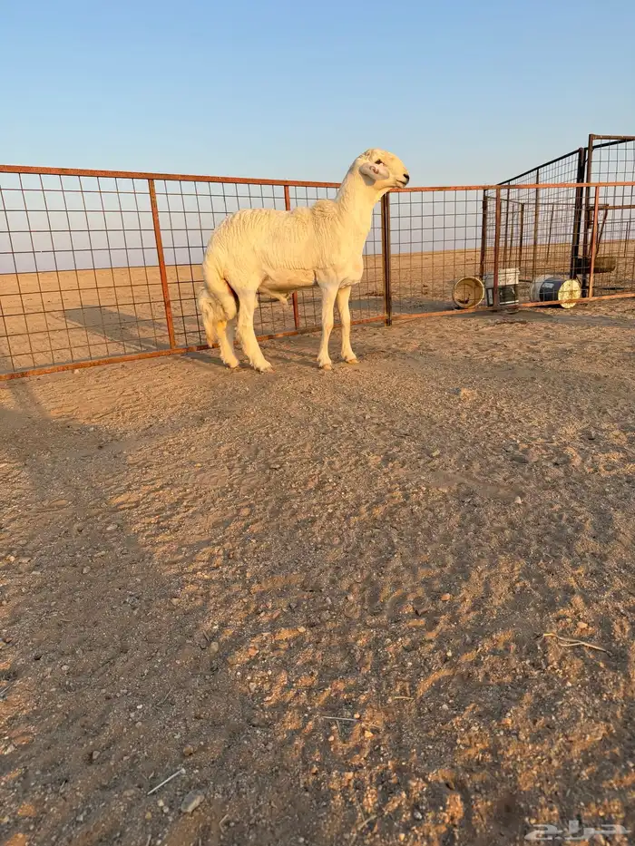 مشروع فحل حري صنف الصنف تم البيع 1