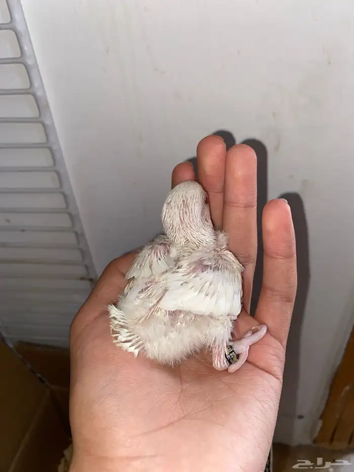 فرخين روز البينو 1