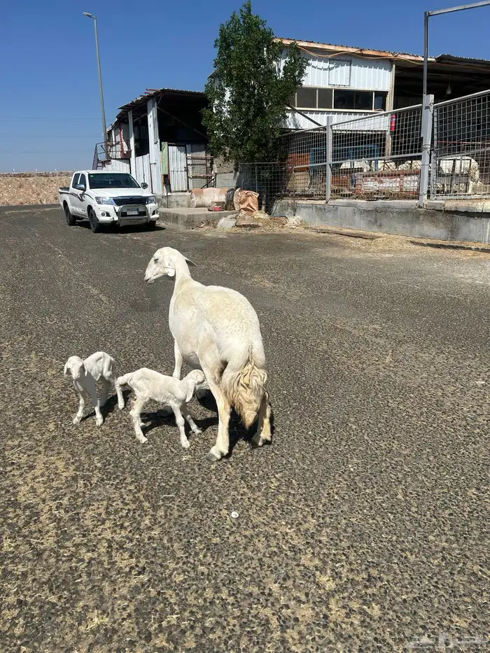 غنم حريات صنف وسم واحد 0