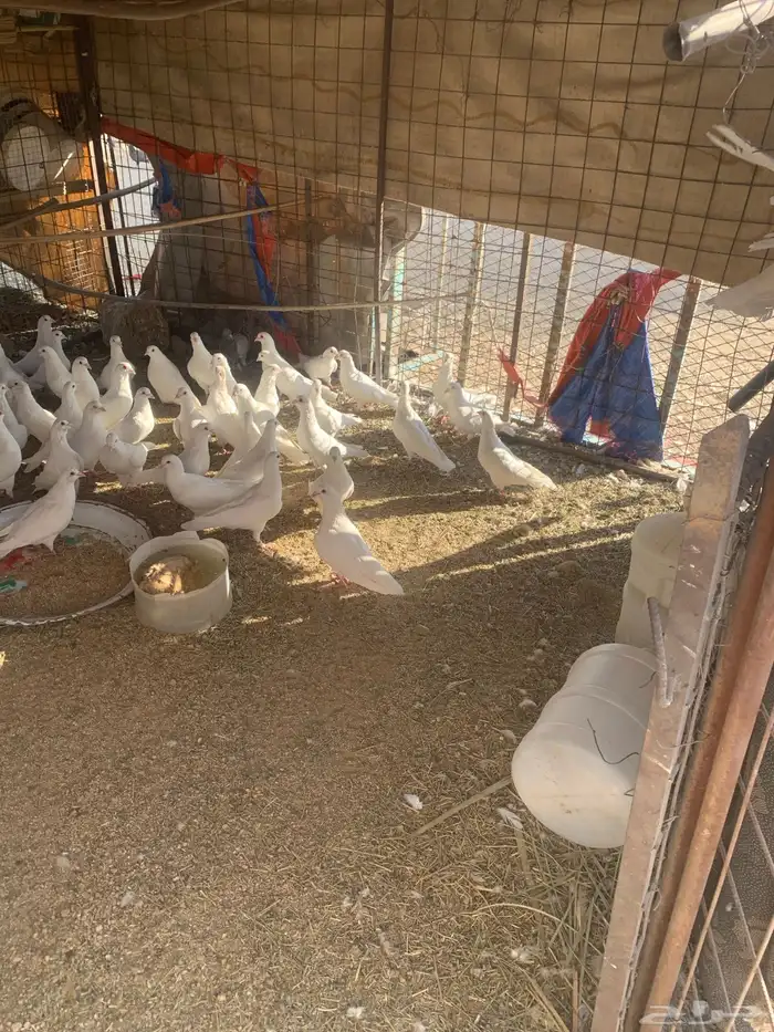 حمام فرنسي التبني 0